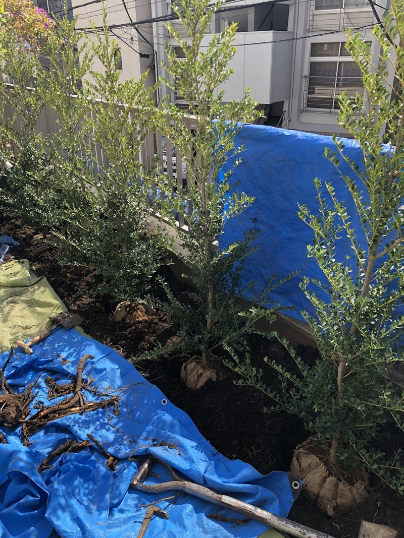 ツゲの植栽 新米ガーデナーの日記 第5日 Oh庭ya おにわや Note