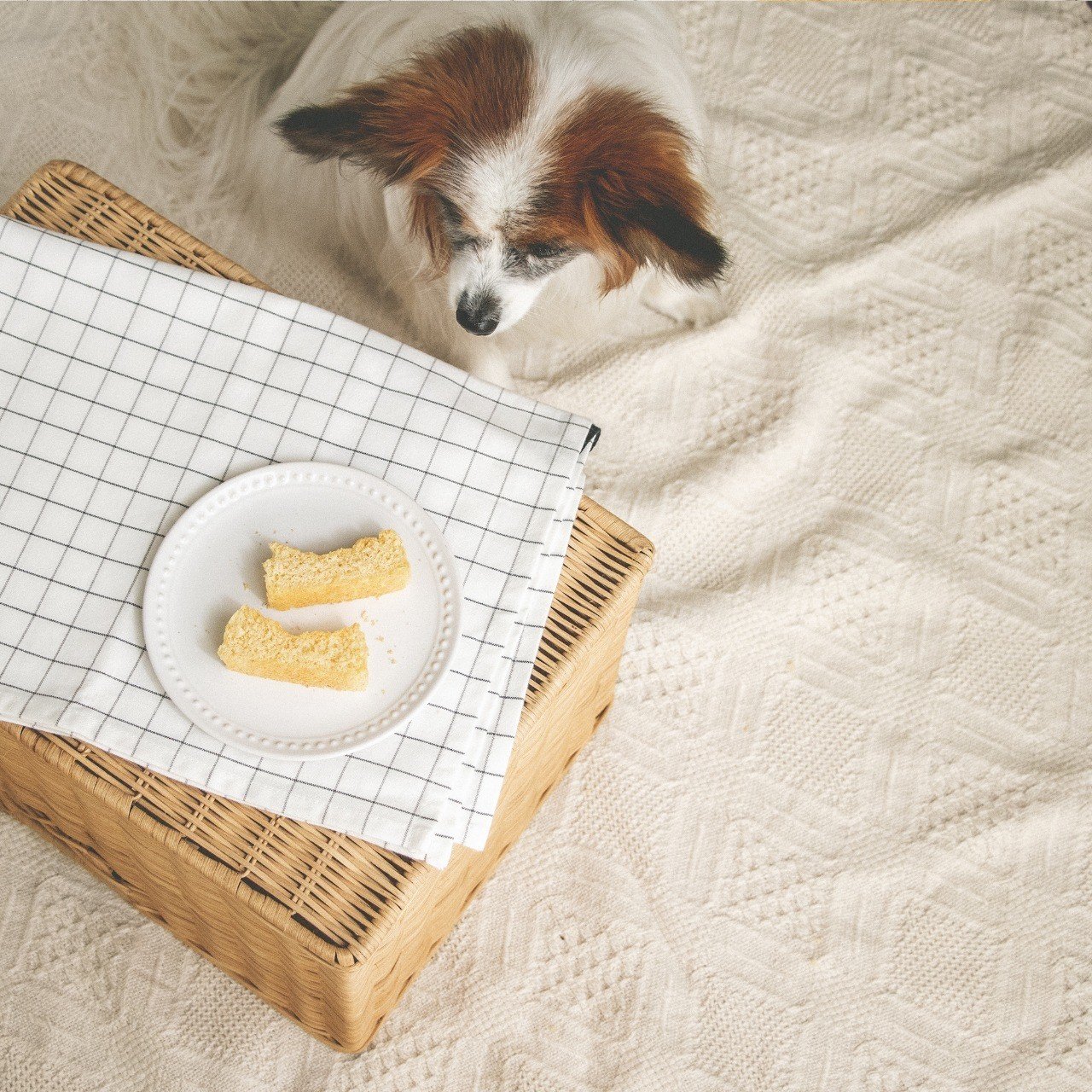 ダイエットにもおすすめ ノンオイル 低糖質のふわふわおからパウンド 手作り犬おやつレシピ いちかわあやこ 犬ごはん先生 Note ダイエットにもおすすめ ノンオイル 低糖質のふわふわおからパウンド 手作り犬おやつレシピ いちかわあやこ 犬ごはん先生 Note