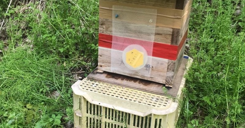 日本ミツバチ待ち箱