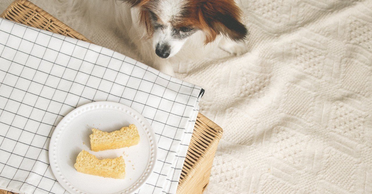 ダイエットにもおすすめ ノンオイル 低糖質のふわふわおからパウンド 手作り犬おやつレシピ 単品購入 いちかわあやこ 犬ごはん先生 Note ダイエットにもおすすめ ノンオイル 低糖質のふわふわおからパウンド 手作り犬おやつレシピ 単品購入 いちかわあやこ 犬ごはん先生 Note