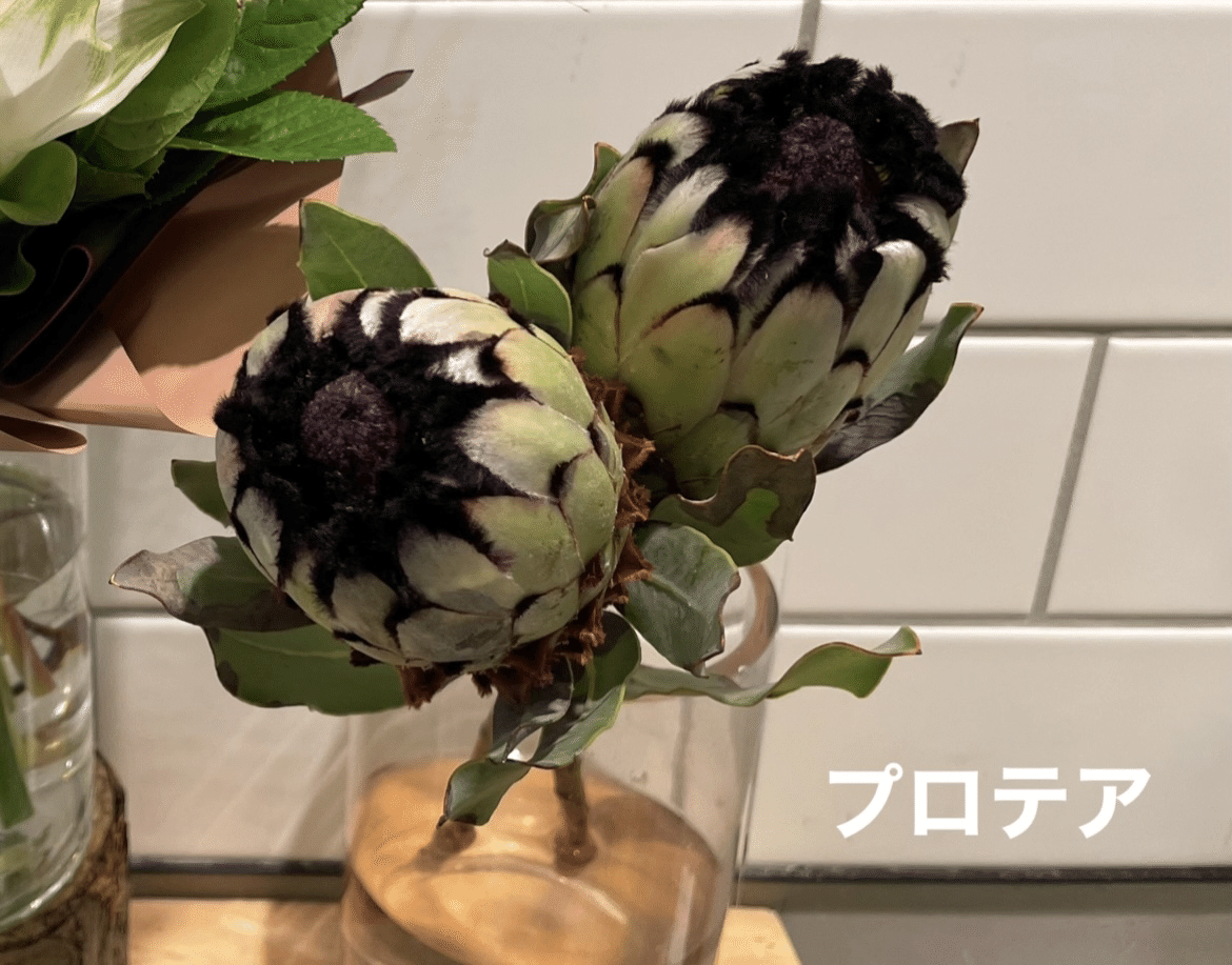 ⑨＊本日価格‼️プロテア　ロビン　5本‼️ ネイティブ スワッグ  花材　人気品種＊ 生花】プロテア ロビン 40cm～(赤×クリーム)【OR-83】※月入荷少 - 花材