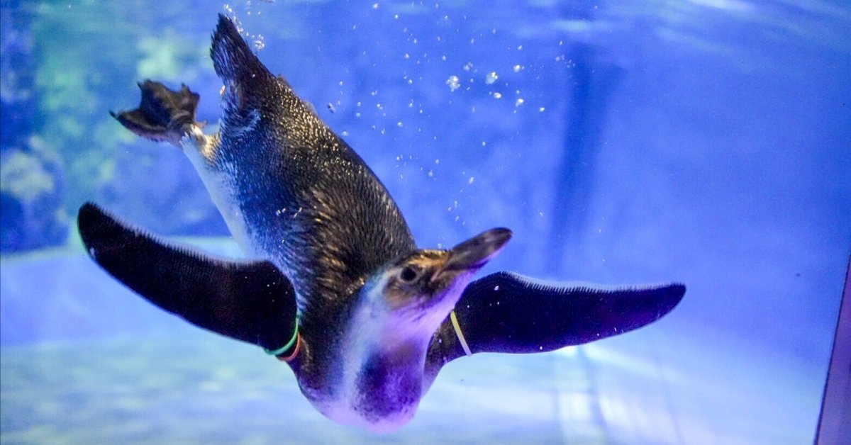 レポ#51 2023年生まれの雛たち【すみだ水族館】｜haru