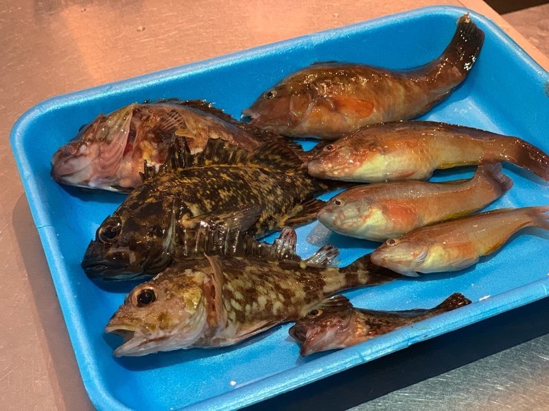 京都舞鶴で釣った魚を食す Yoshi Note 京都舞鶴で釣った魚を食す Yoshi Note