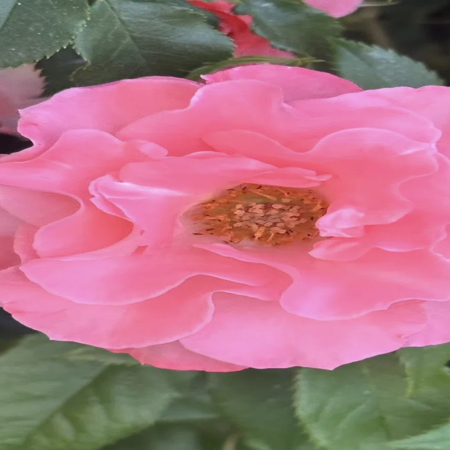 リバプールエコー 超超大株 バラ 薔薇 イングリッシュローズ LIVERPOOL ECHO｜EGGSEED