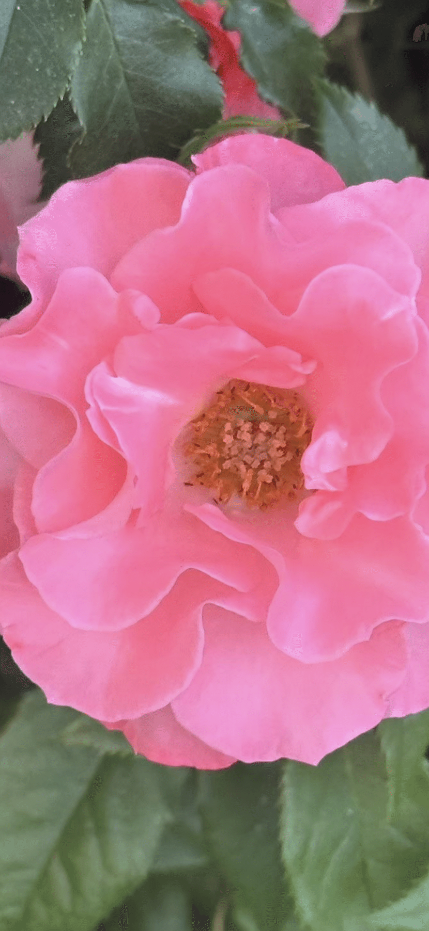 リバプールエコー 超超大株 バラ 薔薇 イングリッシュローズ リバプールエコー 超超大株 バラ 薔薇 イングリッシュローズ (こむぎ