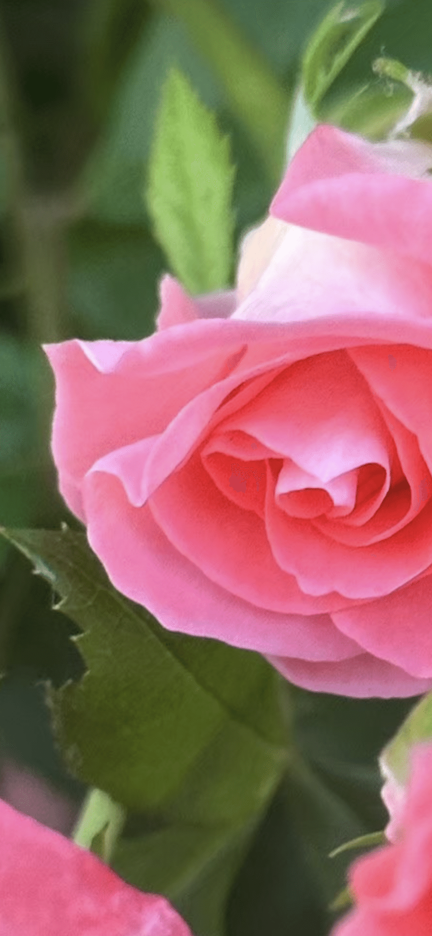 リバプールエコー 超超大株 バラ 薔薇 イングリッシュローズ リバプールエコー 超超大株 バラ 薔薇 イングリッシュローズ (こむぎ