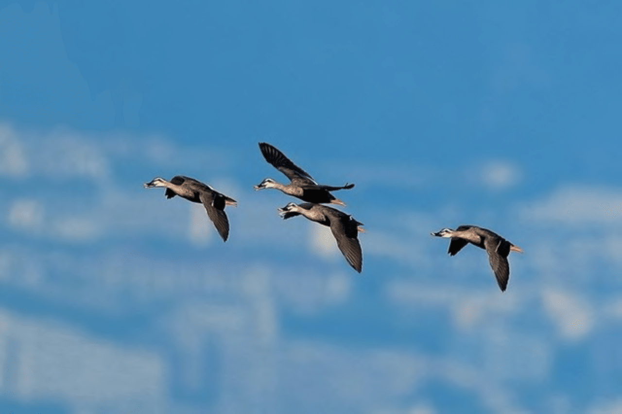第199回 鳥はなぜ飛べる 翆野 大地 Note