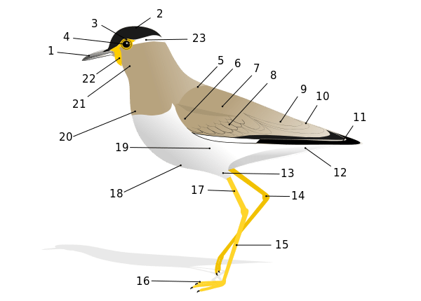 第199回 鳥はなぜ飛べる 翆野 大地 Note