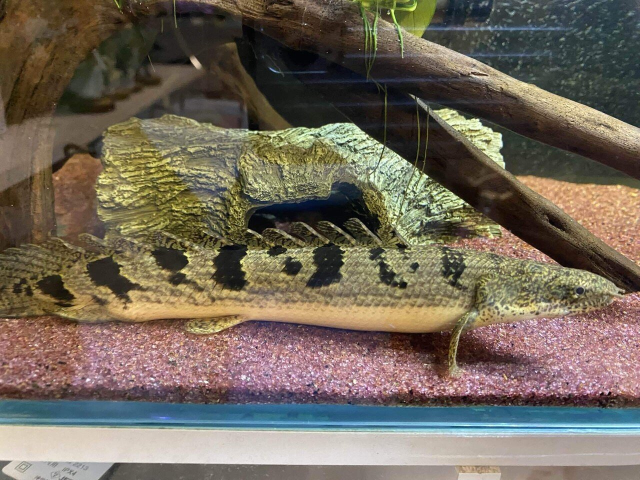 スーパーレッドコウタイ飼い込み 個体 28cm ぐらい 多分 ペアに
