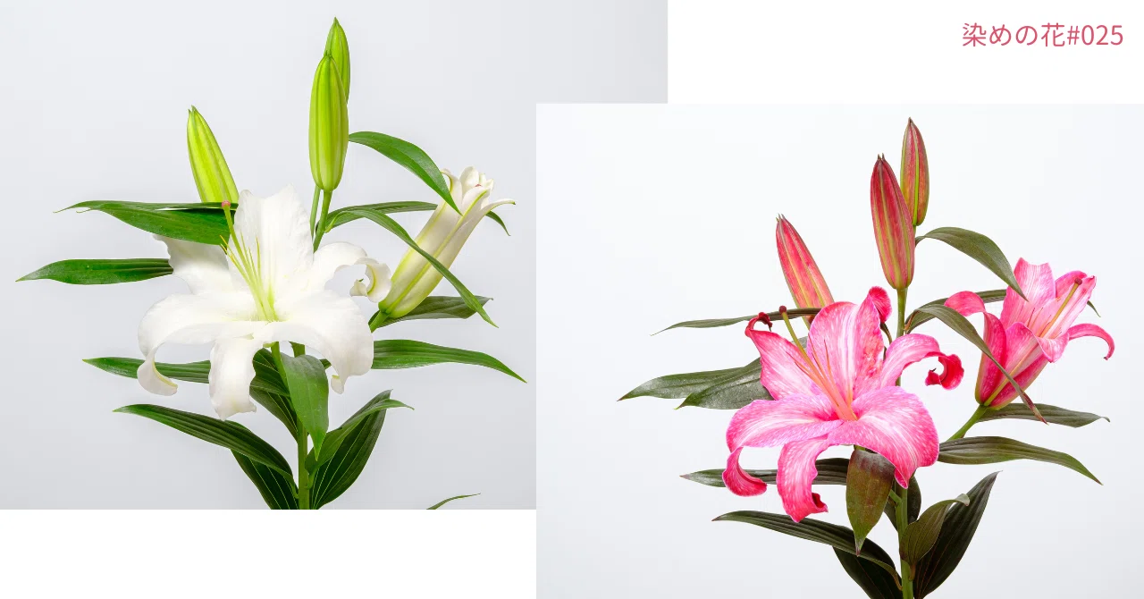 染めの花#025】ユリをルビー色に染めてみた｜タキツネ | 花の写真を