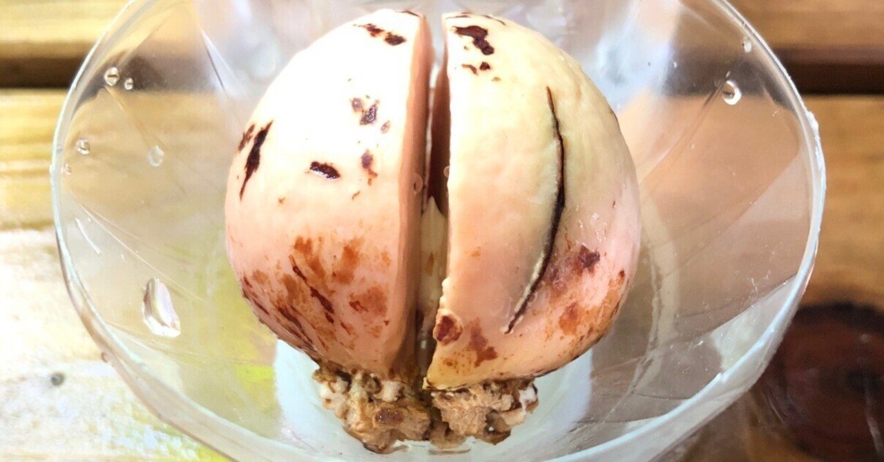 アボカド2🌱種が割れて順調に育ってる❣️｜穂の気ままライフ