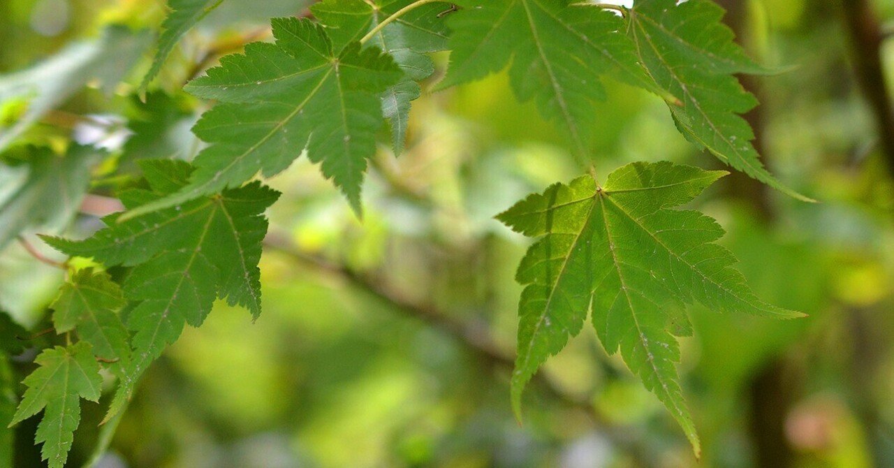 アズキナシ株立ち 山彩 --アオアダモ、アオハダ、モミジ、カエデ アズキナシ株立ち 山彩 --アオアダモ、アオハダ、モミジ、カエデ