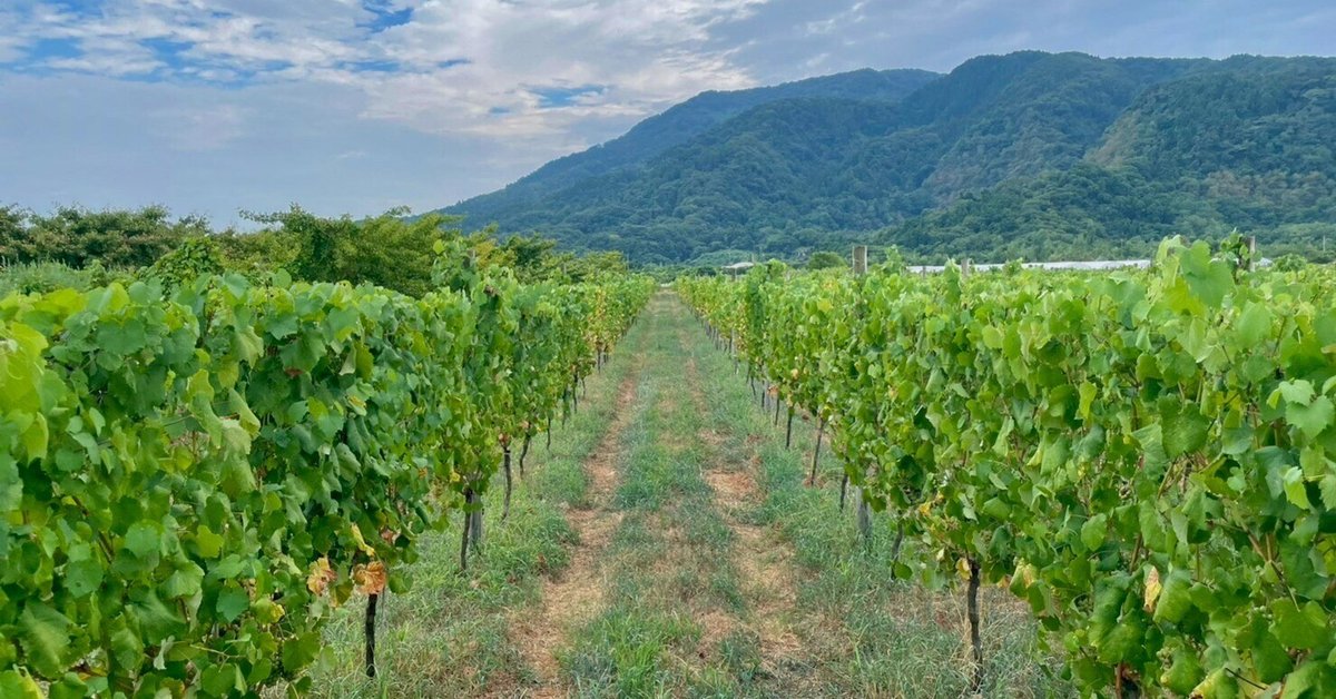 滞在するワイナリー「CAVE D'OCCI」で最高のワイン体験を｜杉山七海