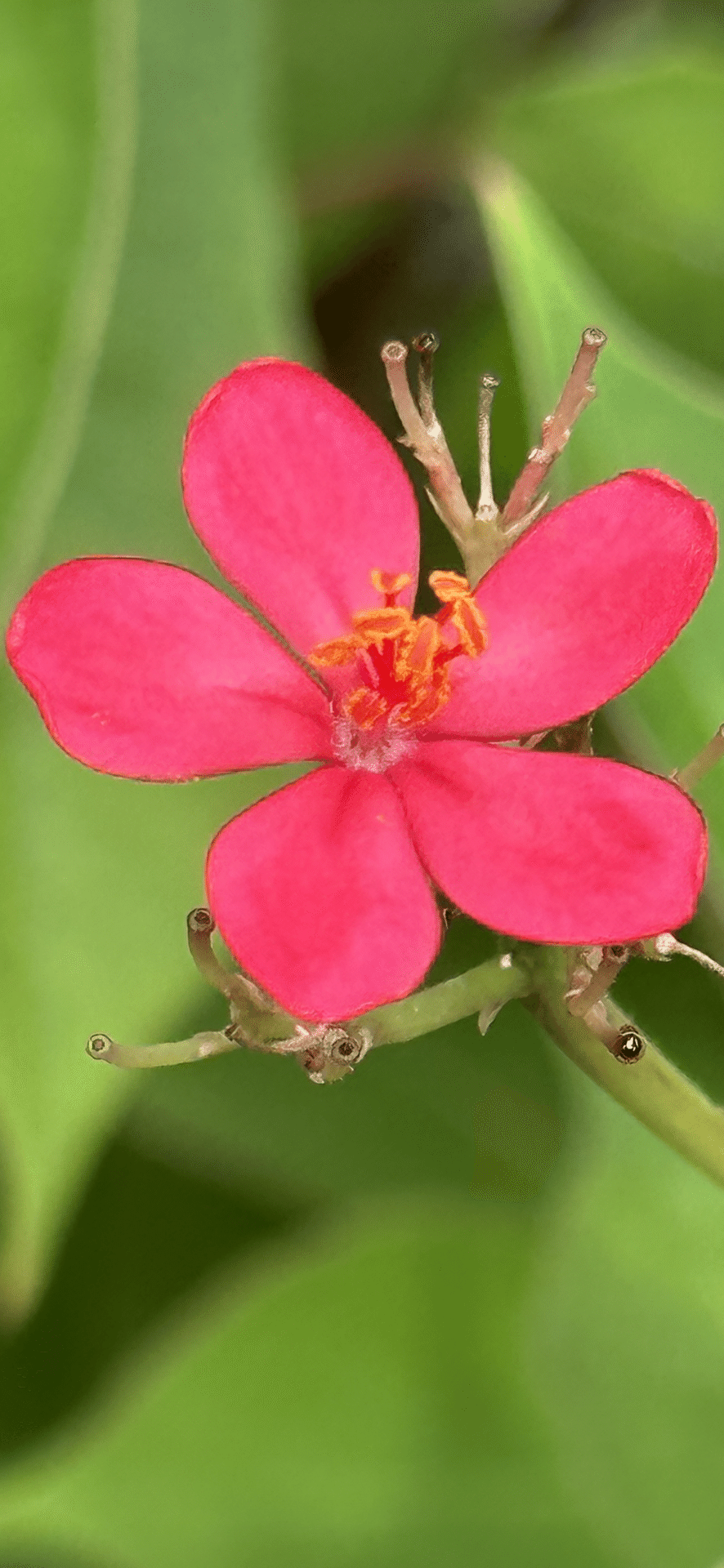 テイキンザクラ　超特大苗　開花株　ヤトロファ　熱帯花木　南洋桜　提琴桜 テイキンザクラ ヤトロファ 熱帯花木 南洋桜 提琴桜 - メルカリ