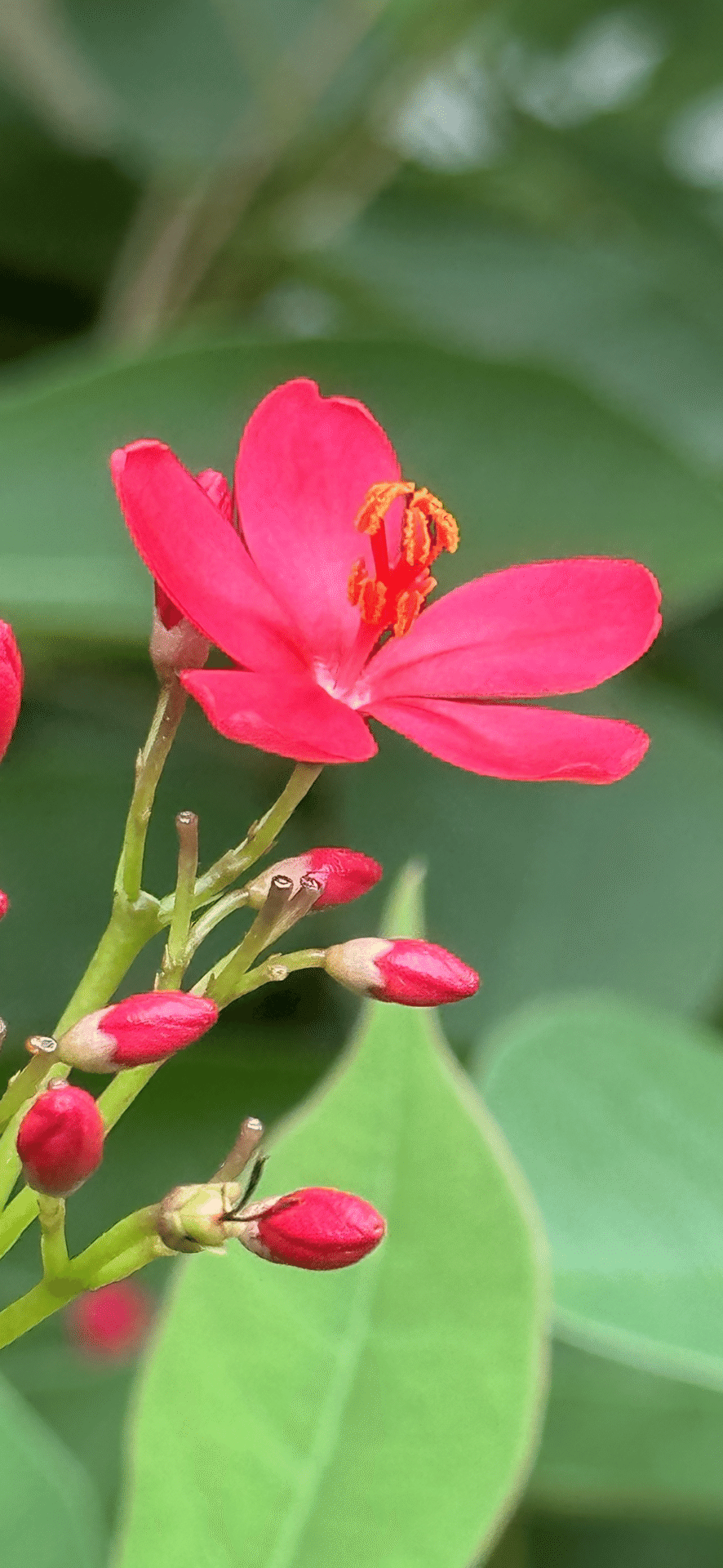 テイキンザクラ　超特大苗　開花株　ヤトロファ　熱帯花木　南洋桜　提琴桜 テイキンザクラ ヤトロファ 熱帯花木 南洋桜 提琴桜 - メルカリ