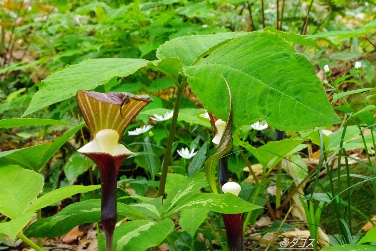 仕事が休みだったので 森林植物園 に行ってきました ダコス Note 仕事が休みだったので 森林植物園 に行ってきました ダコス Note