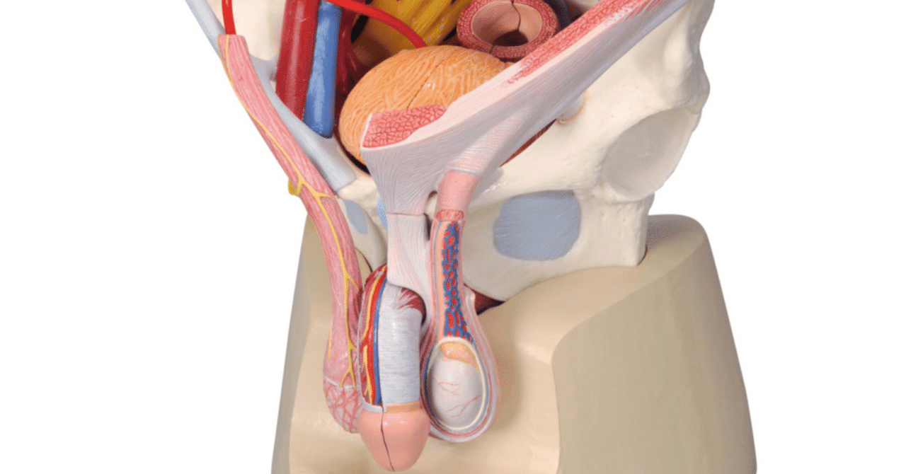 PELVIC MASTER 骨盤底筋の強化に！ Urinary incontinence] Improve and prevent with pelvic floor