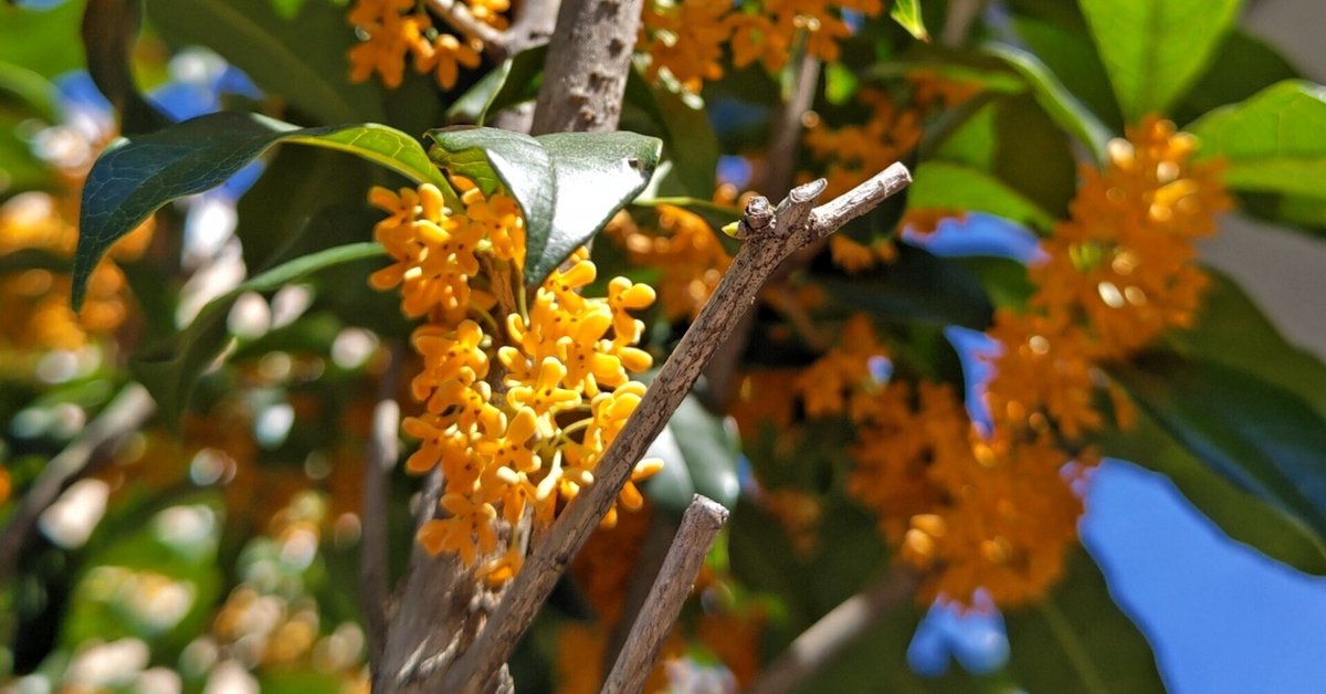 キンモクセイ ドライフラワー（2025年収穫） 金木犀の長期保存方法、等