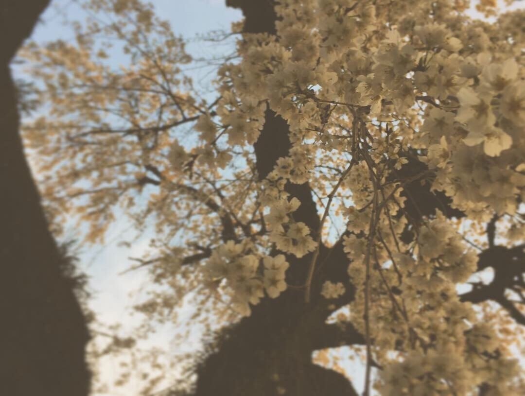 桜は散るからこそエモい がくと す Note