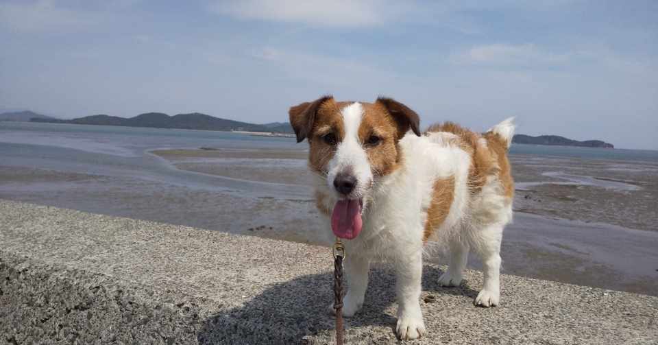 犬は年を取ると室内でトイレしなくなる トイレトレーニングのあれこれ エコル犬の出張訓練 Note