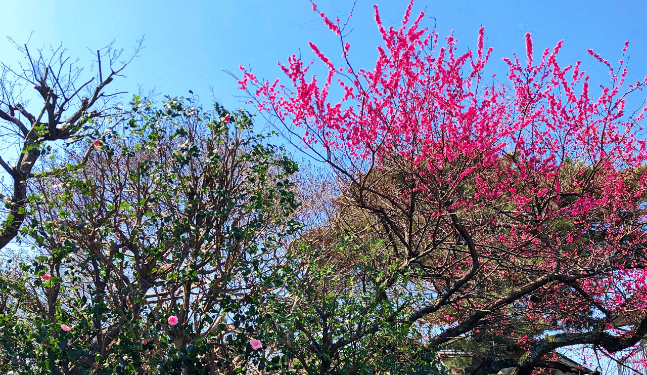 ヒサカキの剪定 新米ガーデナーの日記 第6日 Oh庭ya おにわや Note