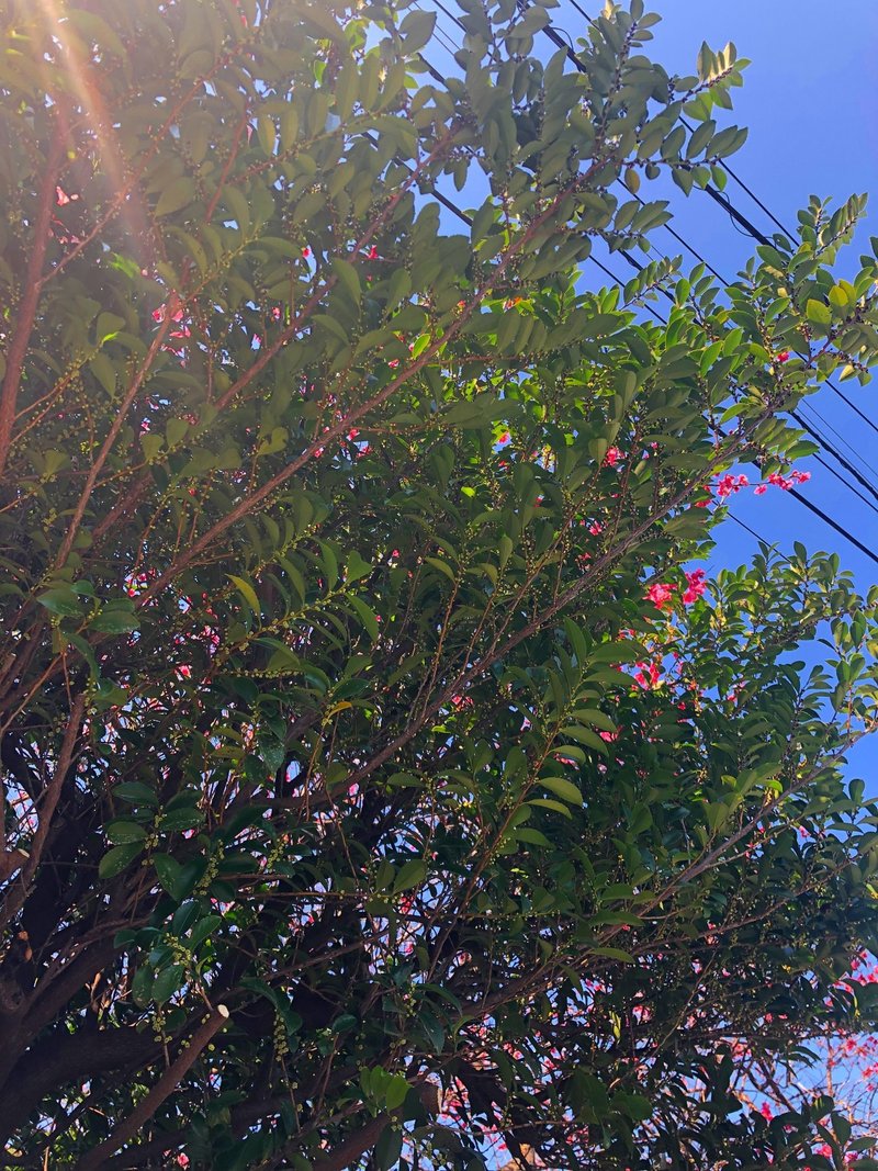 ヒサカキの剪定 新米ガーデナーの日記 第6日 Oh庭ya おにわや Note