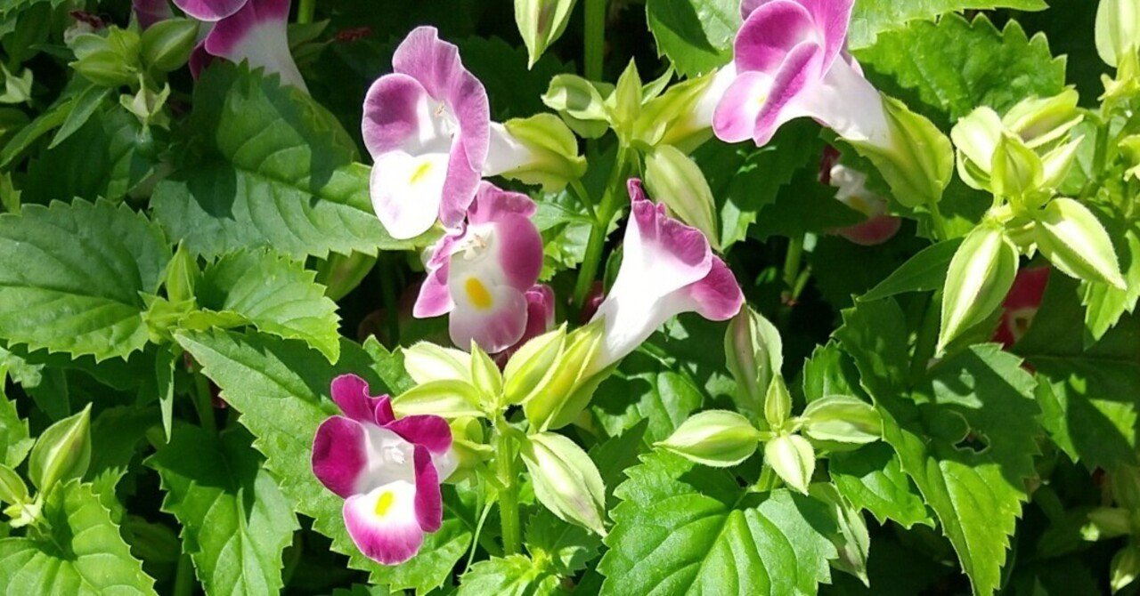 いたわる｜メルケル