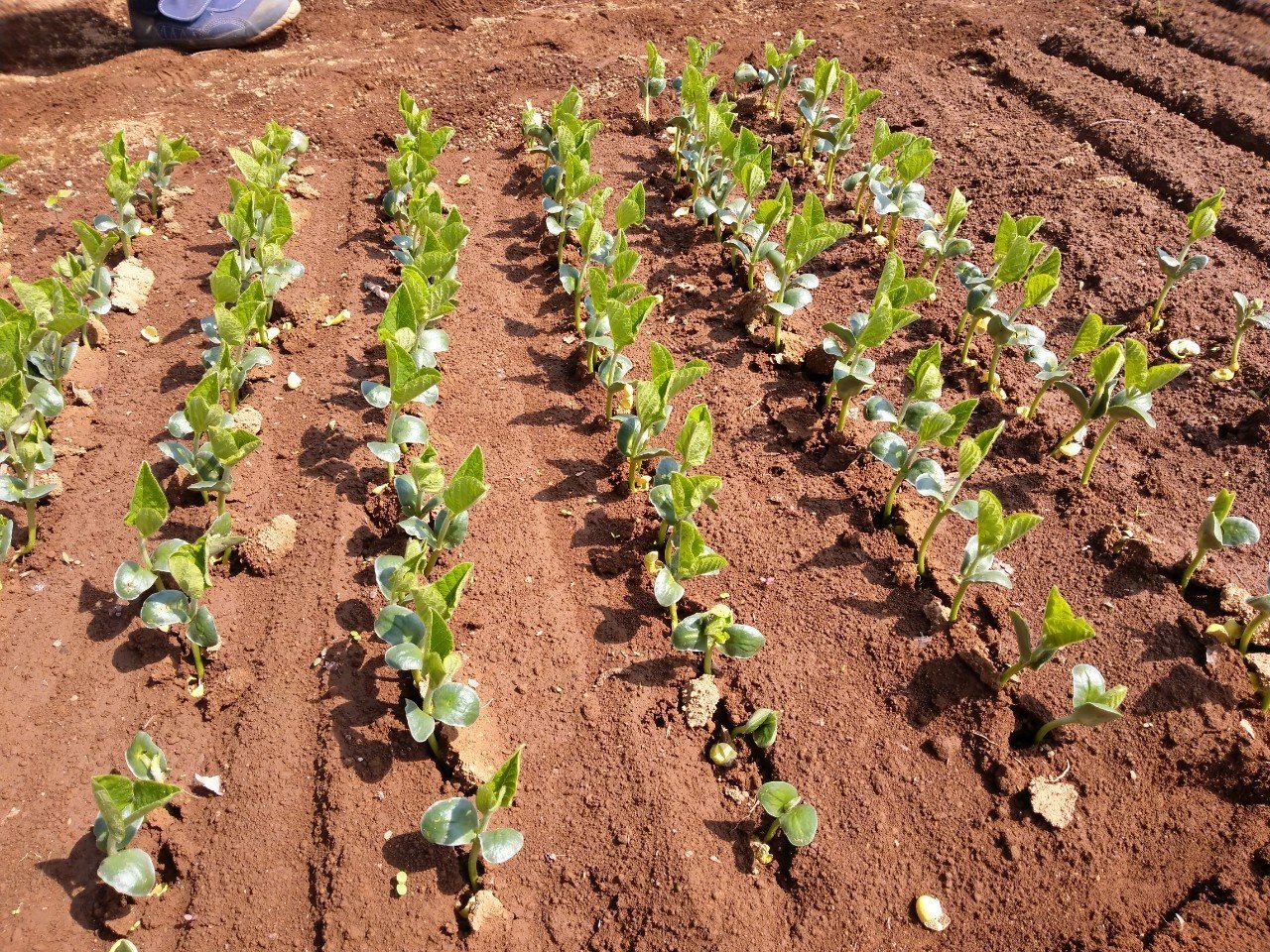 農 枝豆の植え付け じゃがいもの芽かき ひきはるな Note