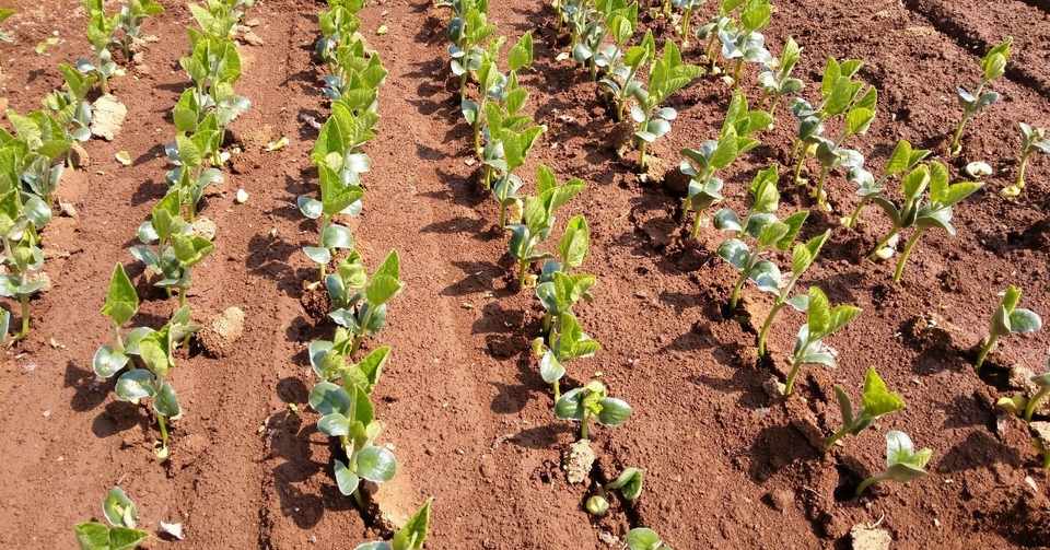 農 枝豆の植え付け じゃがいもの芽かき ひきはるな Note
