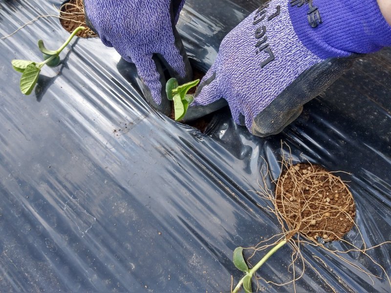 農 枝豆の植え付け じゃがいもの芽かき ひきはるな Note