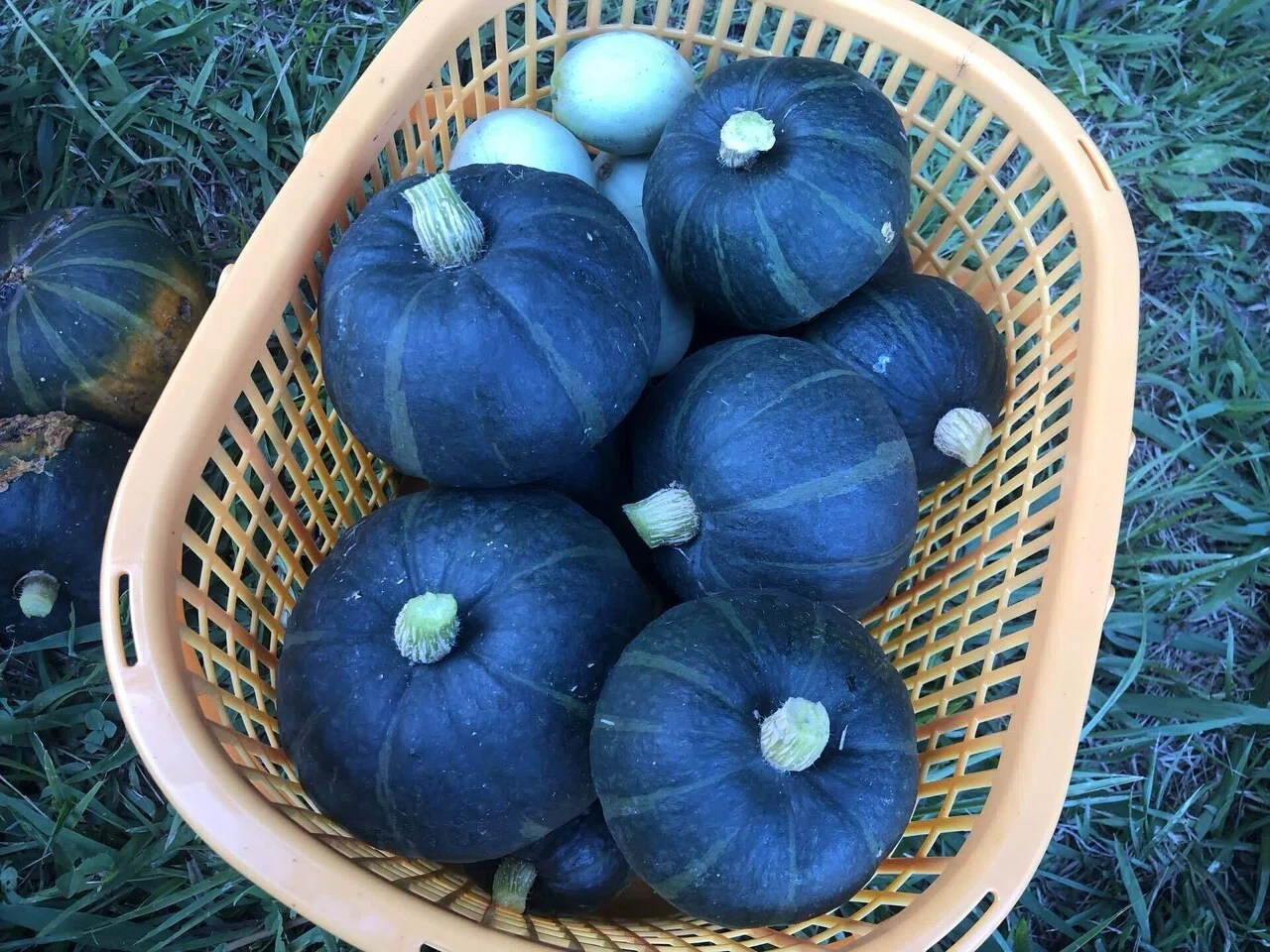 久しぶりの雨の日前は忙しい｜MUNA_FARM 無農薬自給自足