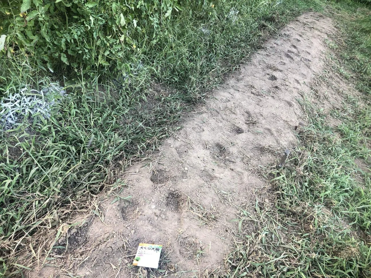 久しぶりの雨の日前は忙しい｜MUNA_FARM 無農薬自給自足