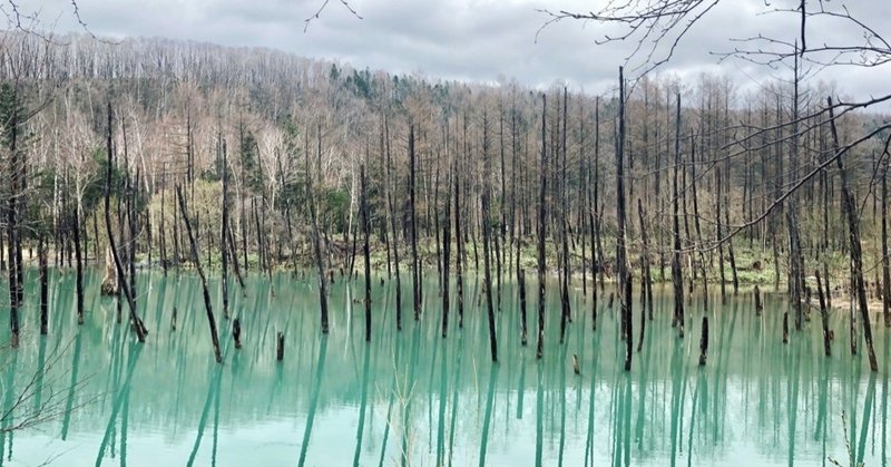 北海道 念願の青い池は 緑の池 美瑛町 Shiho Note