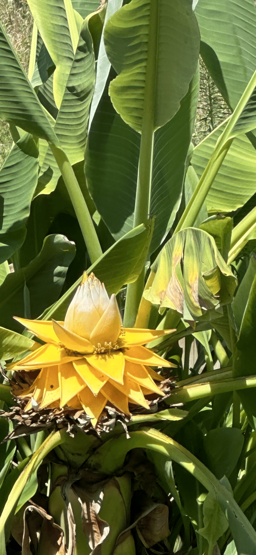 チュウキンレン　バナナの木（黄色い花付き） GOLDEN LOTUS BANANA｜EGGSEED チュウキンレン バナナの木（黄色い花付き）
