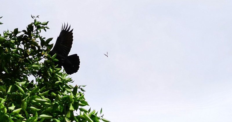 語学習得は飛び立つ鳥を掴まえるようなことと三角関係である 本多俊一 写真とデザインと時々動画 Note