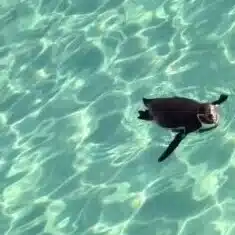 ありあんね