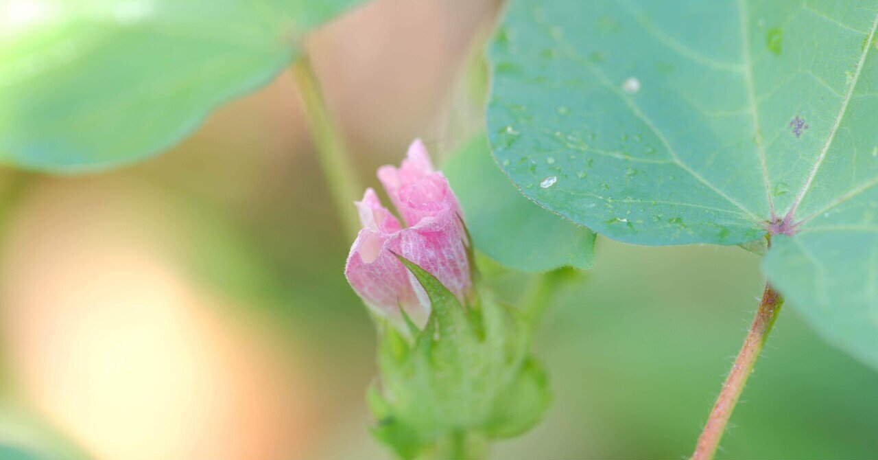 綿の花」と「綿花」｜あ〜さ☆