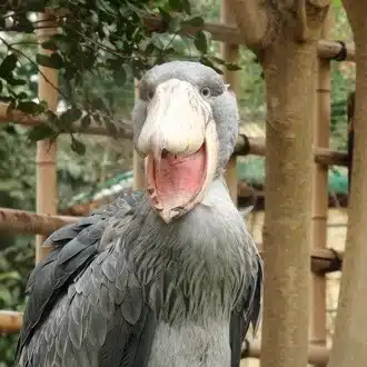 さび猫の冒険