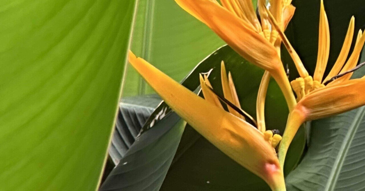 姫極楽鳥花 ｜EGGSEED