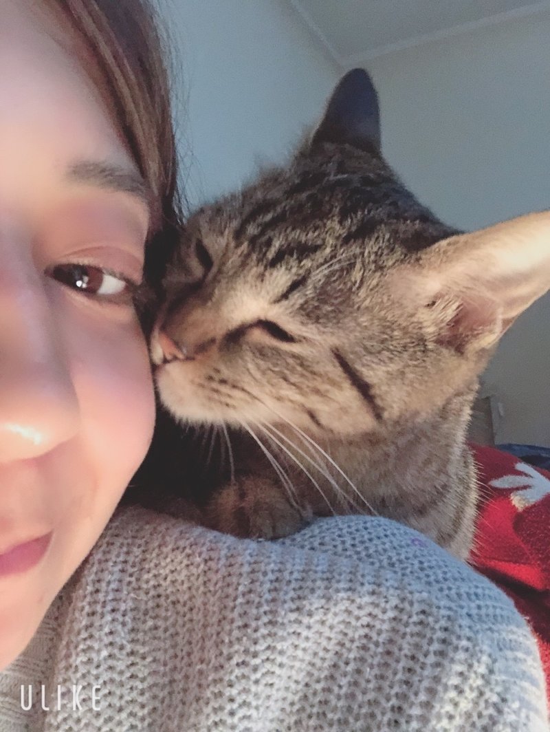 猫を飼って 手放した話 える Note 猫を飼って 手放した話 える Note