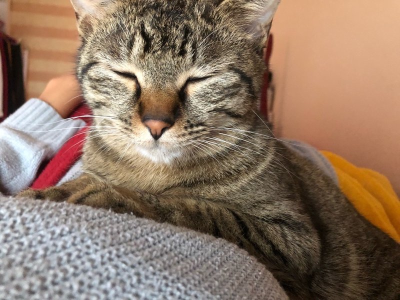 猫を飼って 手放した話 える Note 猫を飼って 手放した話 える Note