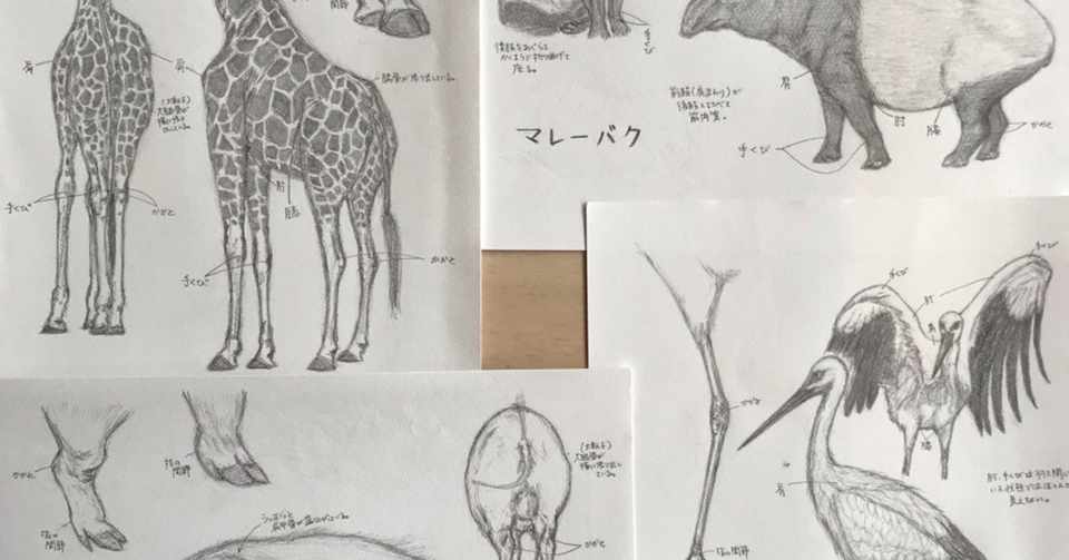 平日の動物園でスケッチ Ymyzk Note