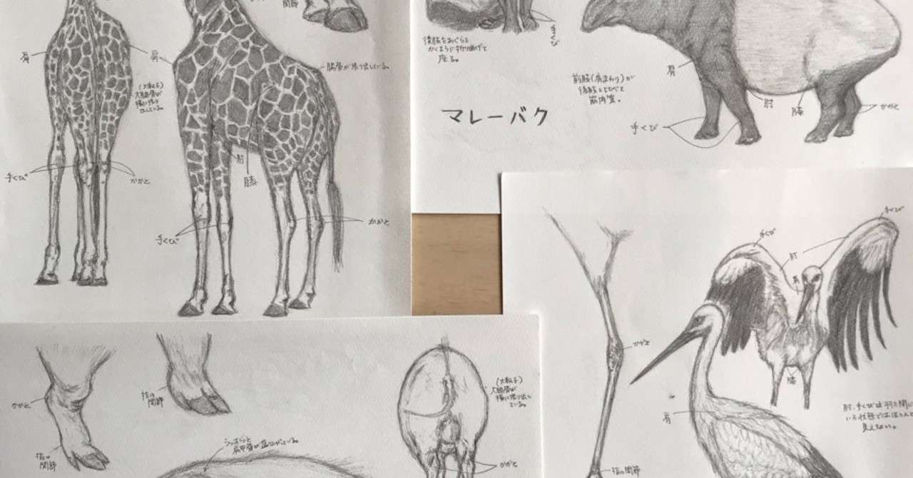 平日の動物園でスケッチ Ymyzk Note