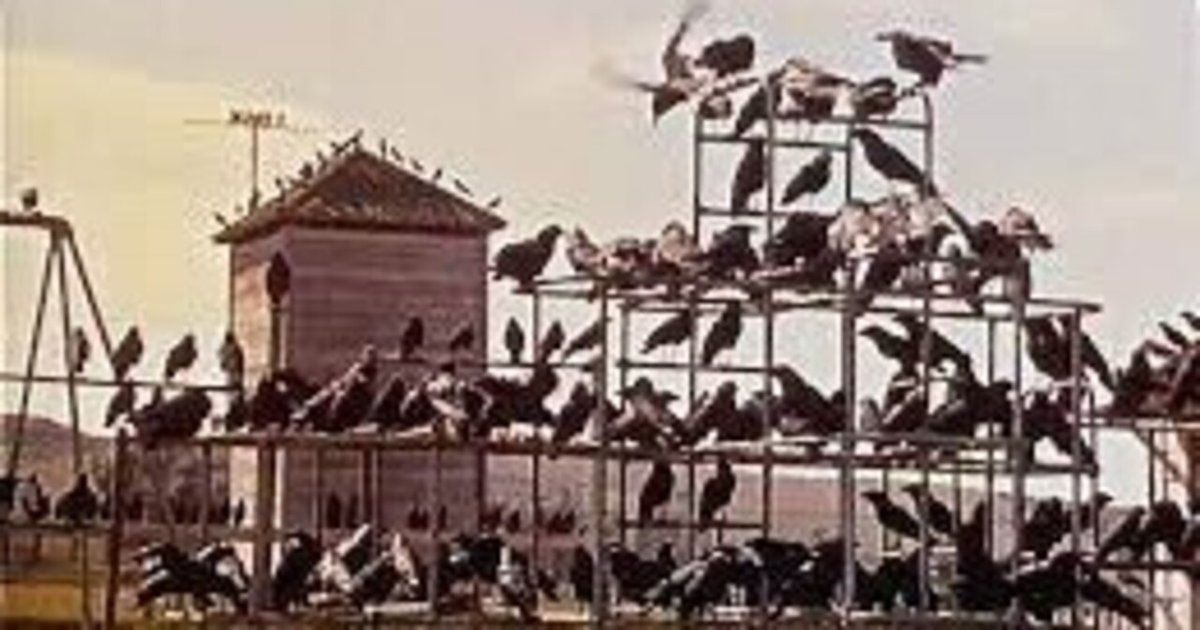 アルフレッド・ヒッチコック監督の映画「鳥」レビュー「変わる