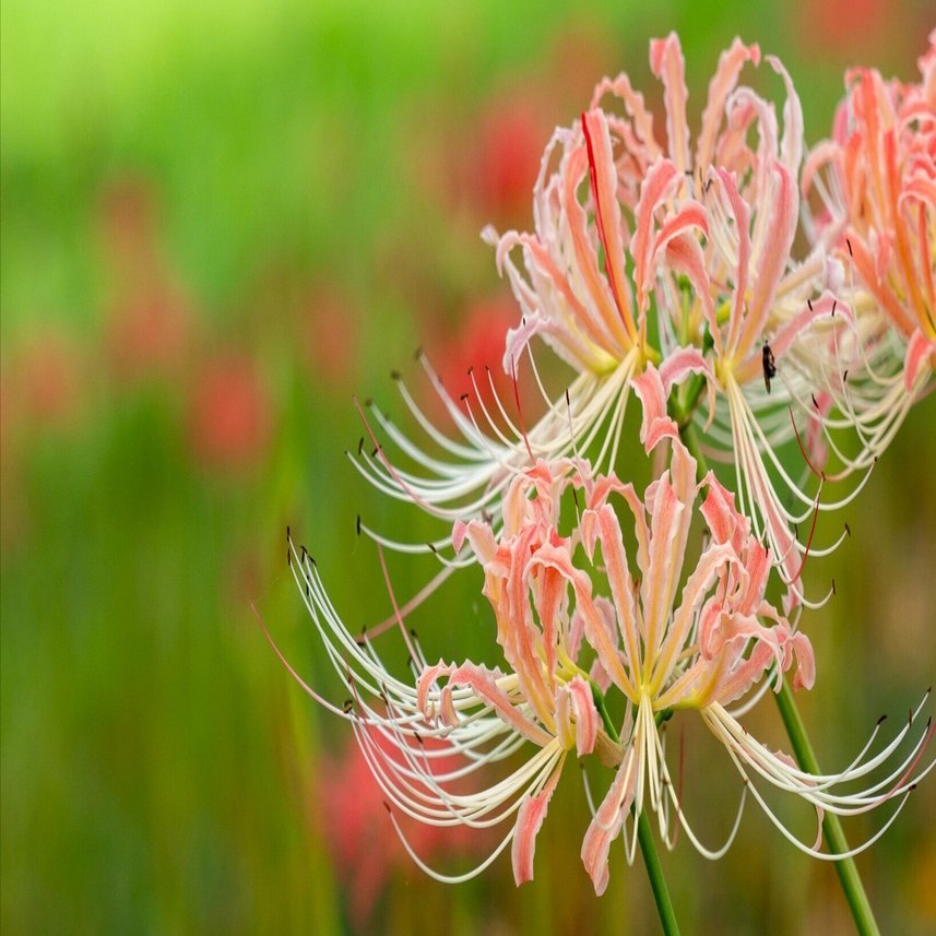 吉見の彼岸花2023：最高の撮影スポットと見頃ガイド