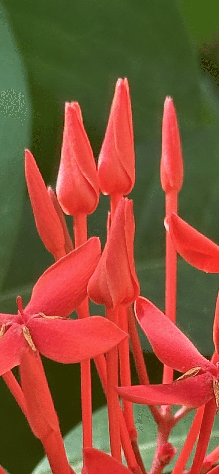 ✨✨✨サンダンカ【凉盆栽◎良品樹形】検/三丹花 サンタンカ (Ixora chinensis)
