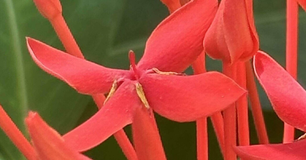 紅花山丹花｜EGGSEED