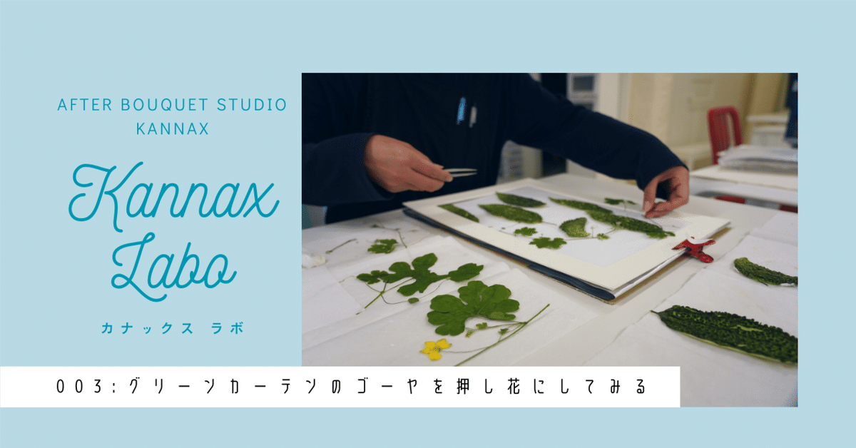 ゴーヤを押し花にしてみたら、アートになった【kannax Labo ゴーヤを押し花にしてみたら、アートになった【kannax Labo