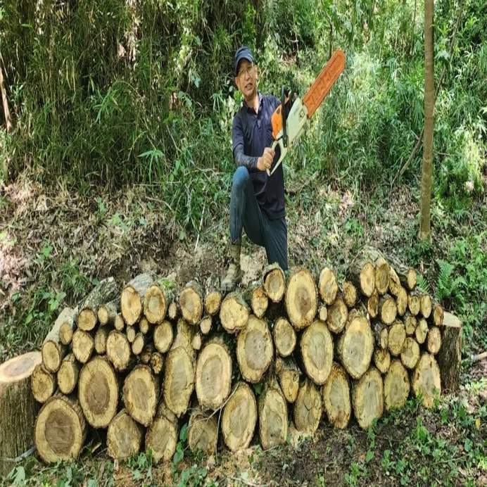 立枯れ木の伐採｜川崎市黒川青少年野外活動センター