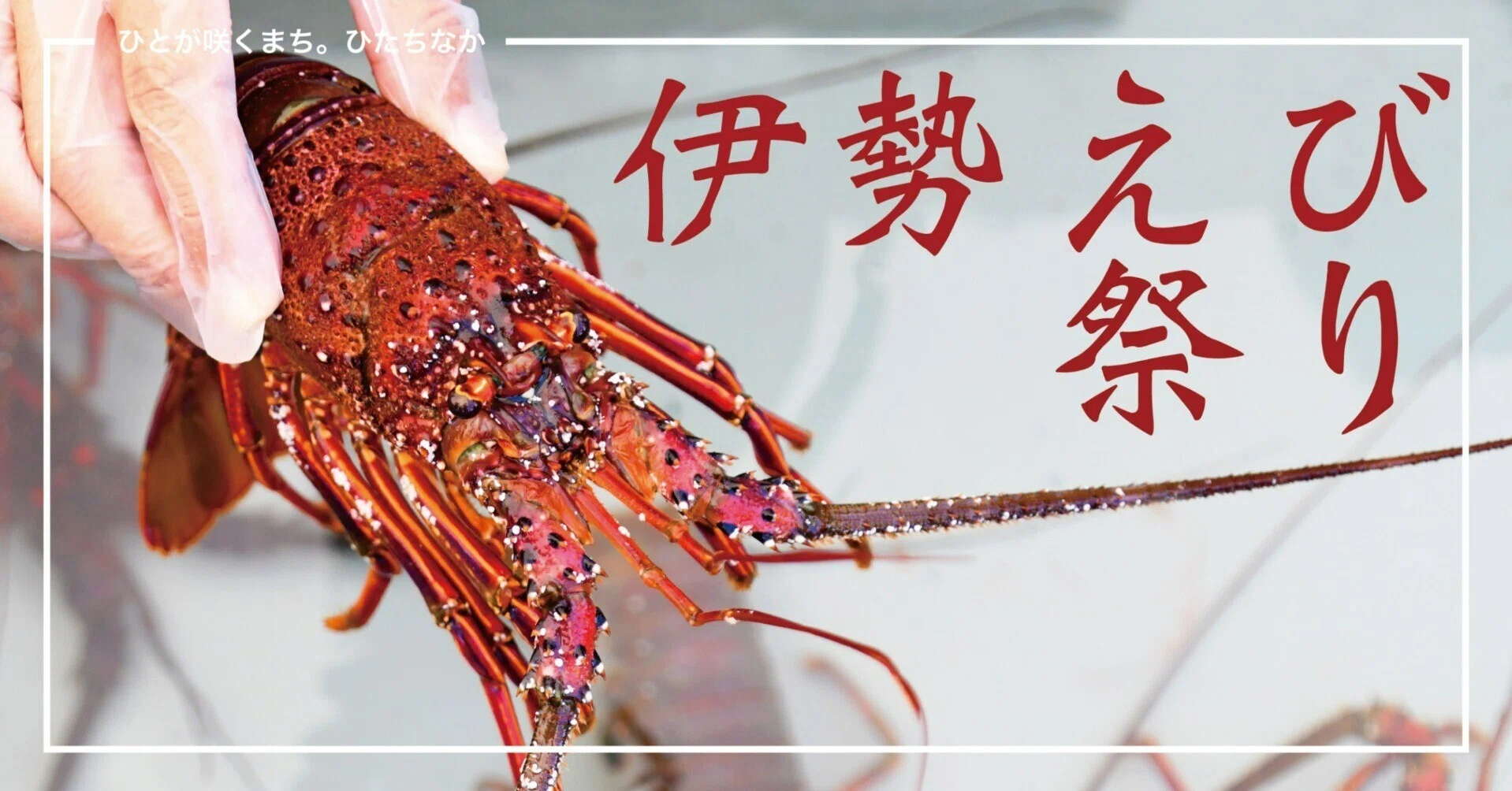 地元で獲れたイセエビを気軽に味わう｜ひたちなか市公式note｜茨城県